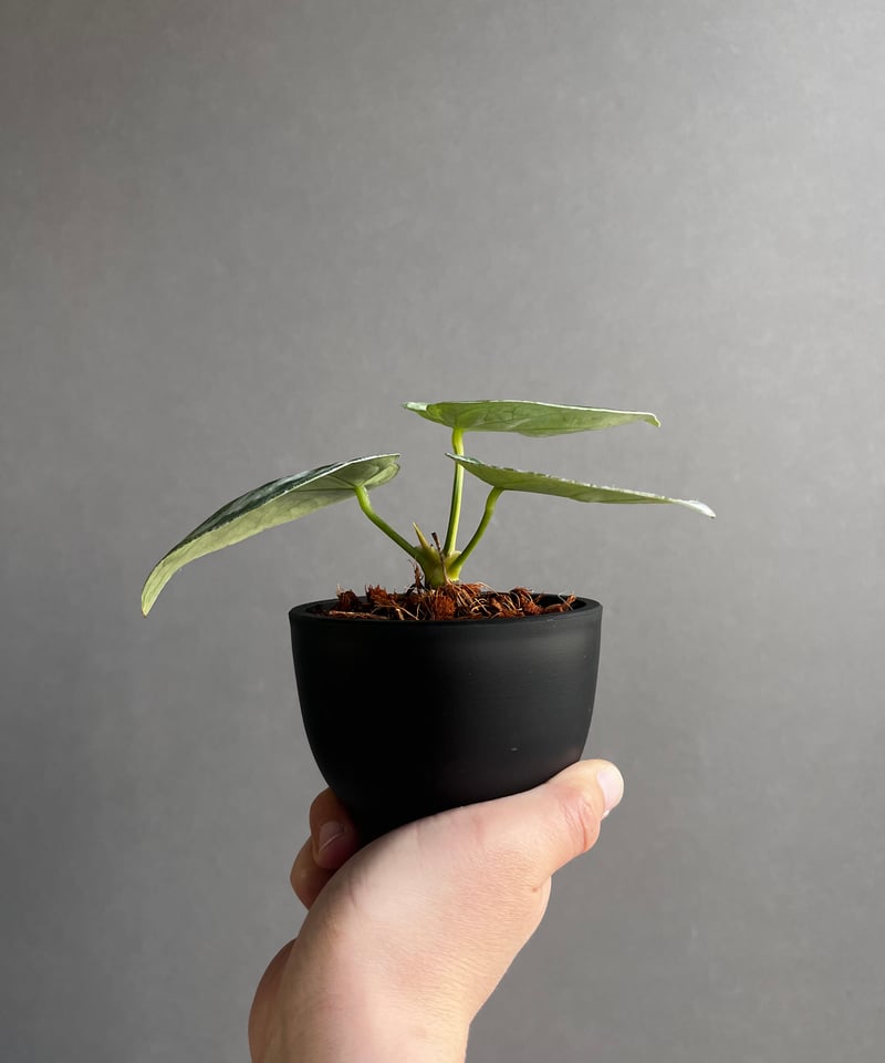 アンスリウム ドラヤキ シルバー 「Anthurium Dorayaki Silver