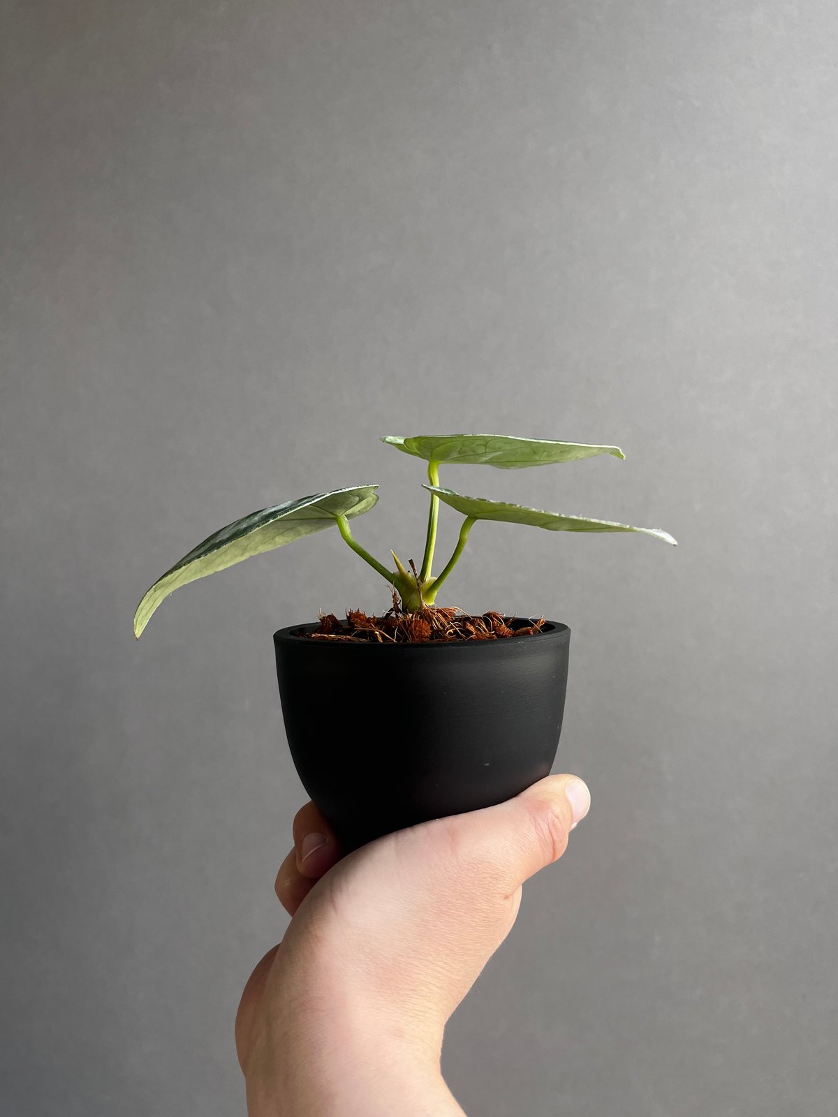 アンスリウム ドラヤキ シルバー 「Anthurium Dorayaki Silver