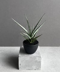 ビルベルギア ドミンゴス マーティンス「Billbergia Domingos ビルベルギア ドミンゴス マーティンス「Billbergia Domingos