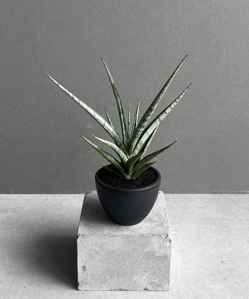 サンセベリア プラ カイ ケオ 「Sansevieria Pra Kay Kaow (by