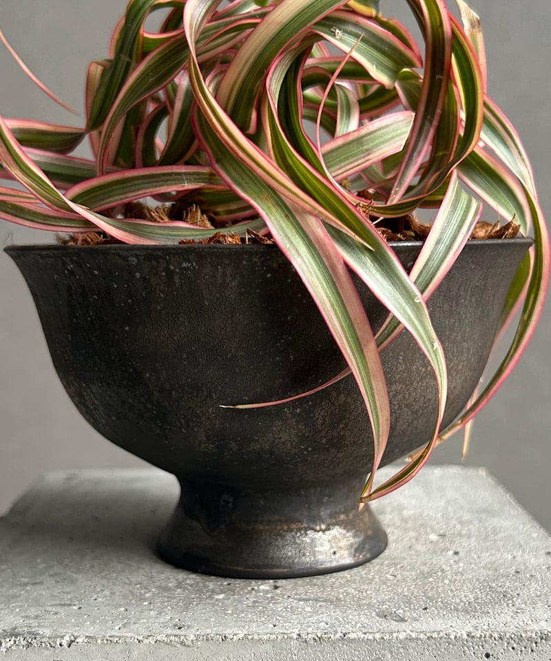 ドラセナ キュンティ+ object by 1218 「Dracaena concinne K