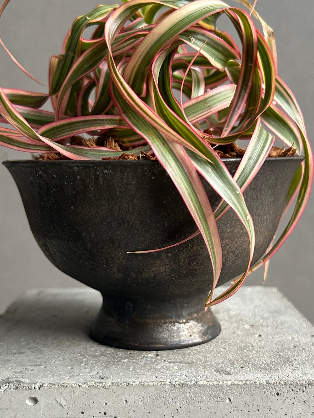 ドラセナ キュンティ+ object by 1218 「Dracaena concinne K