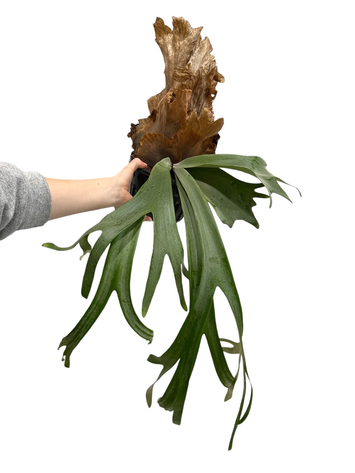 P. ウィリンキー cv. プンシニー 「P. willinckii cv. Punsinee