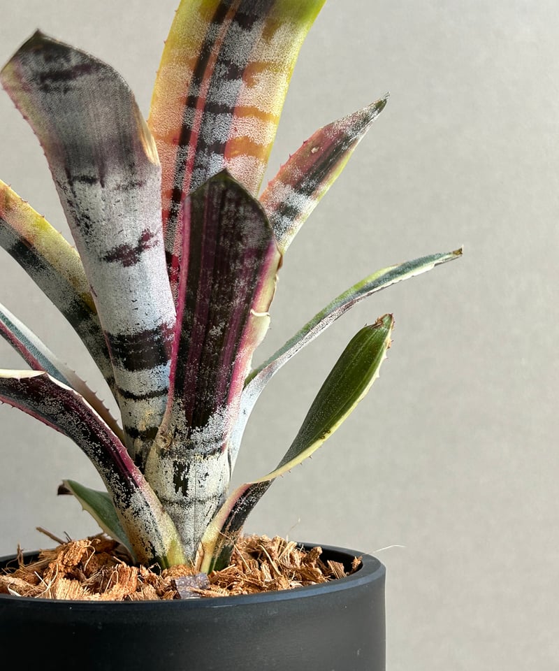 エクメア オットー 「Aechmea Otto」56M | SHOUCHIKUEN