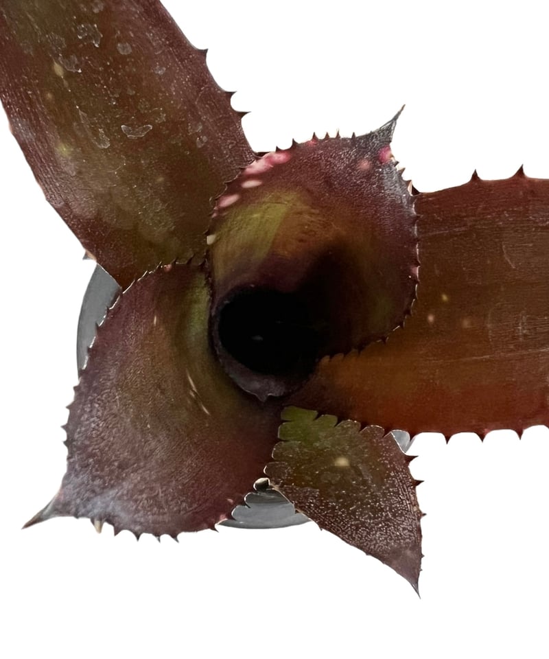 ビルベルギア ディッピン ドッツ 「Billbergia Dippin Dot」77H