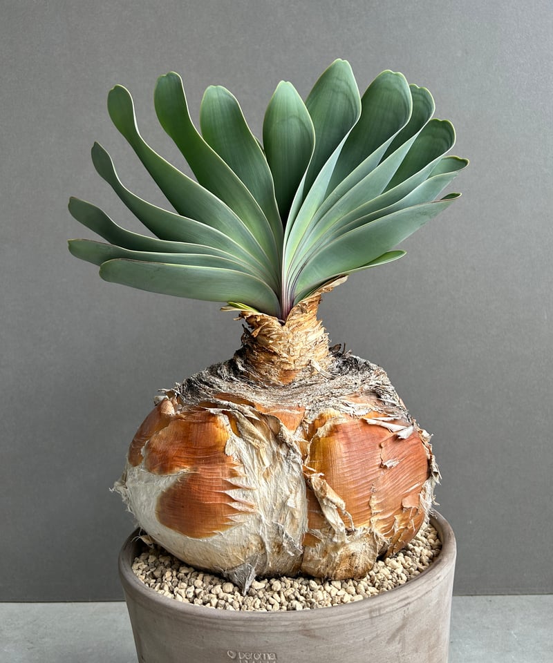 ブーファン ハエマンソイデス 「Boophane haemanthoides」5O | SHO