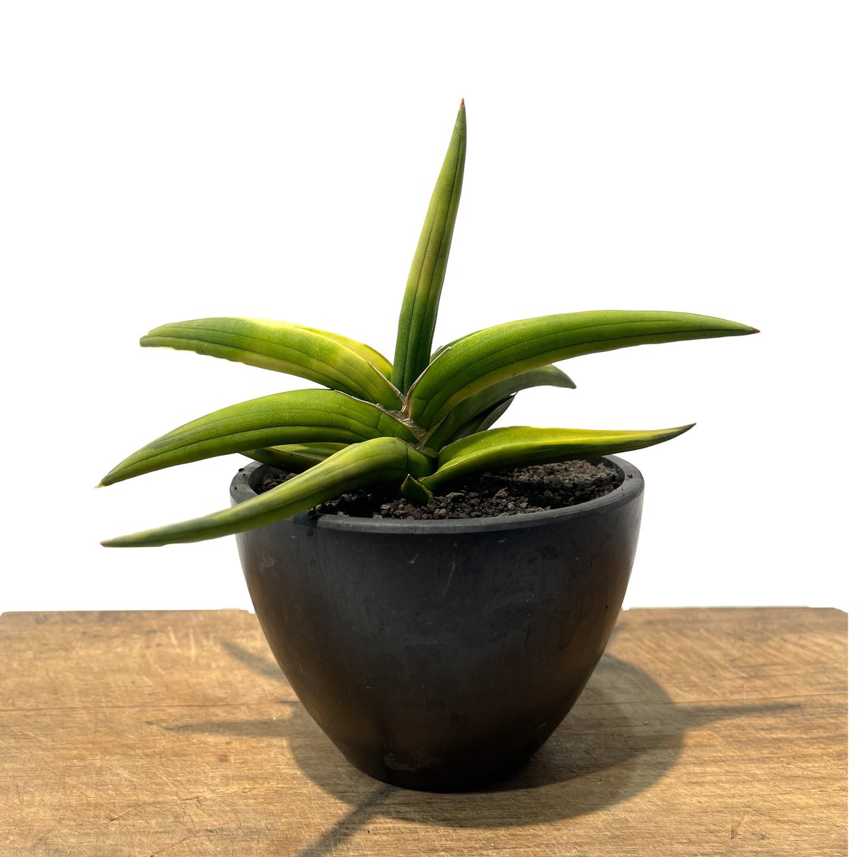 サンスベリア スッフルティコーサ S. suffruticosa サンスベリア スッ