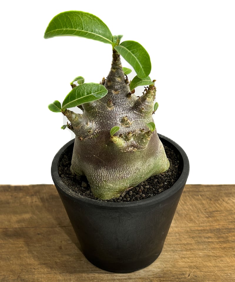 アデニウム ドワーフ　中型 アデニウム アラビカムドワーフ タイプ “ブラック”「adenium arabicum