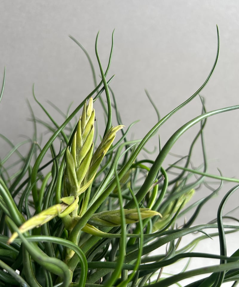 ティランジア ブルボーサ クランプ (実生苗) 「Tillandsia bulbosa clu