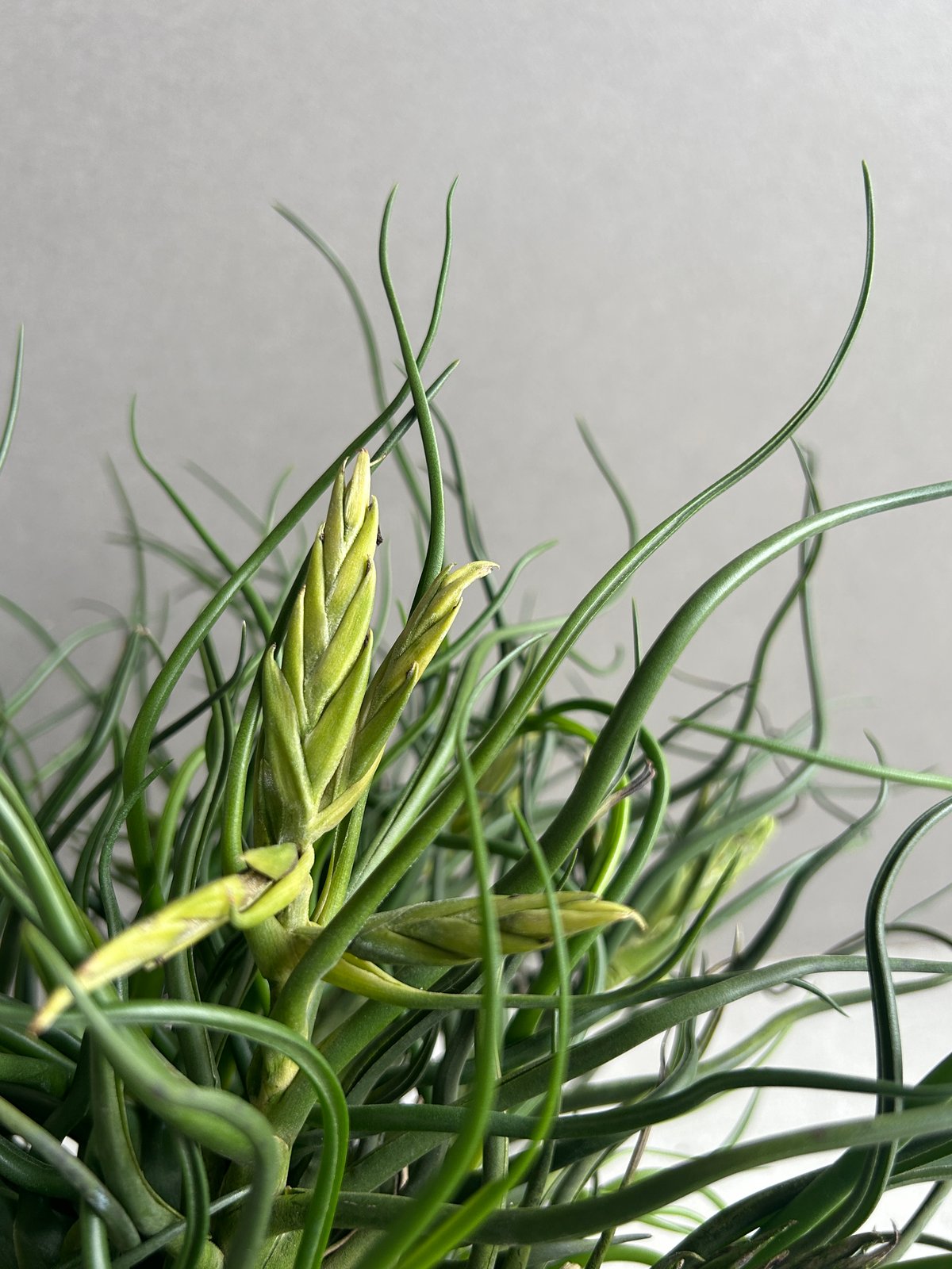 ティランジア ブルボーサ クランプ (実生苗) 「Tillandsia bulbosa clu