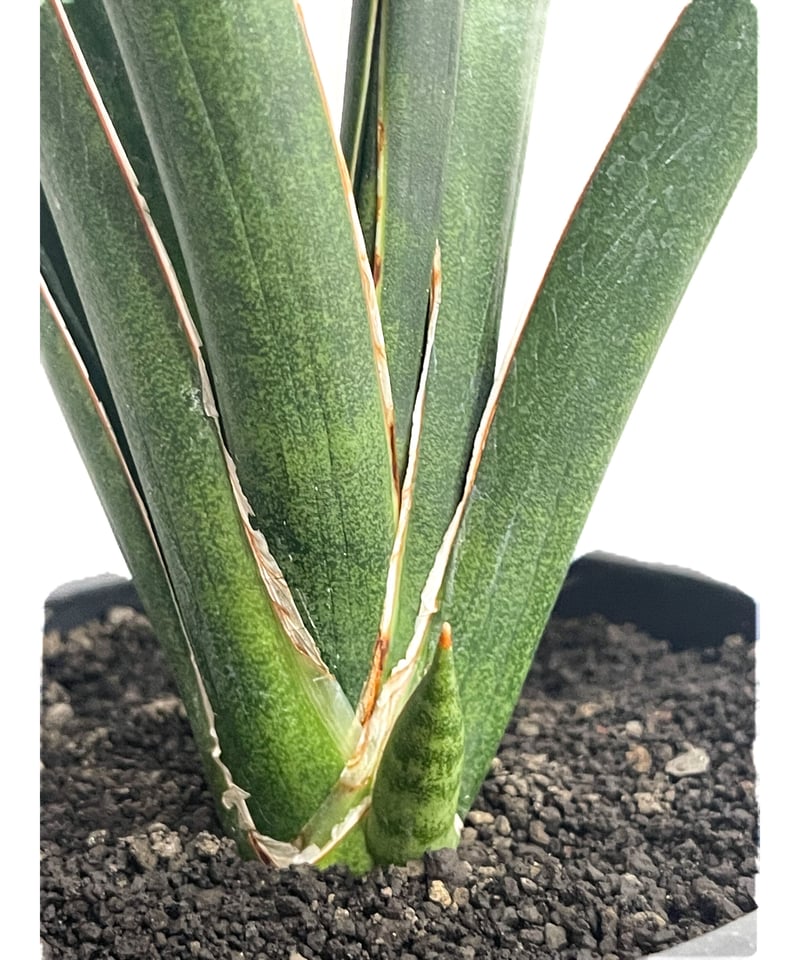 n*i様 サンスベリア gara サンセベリア ガラ sansevieria サンセベリア ブラック カラバオ 「Sansevieria Black Carabao