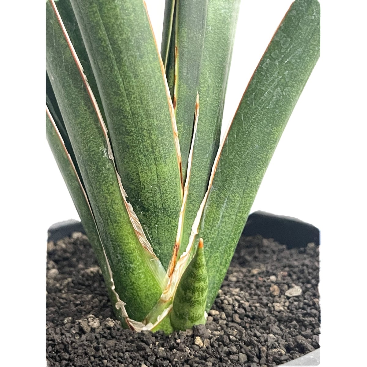 サンセベリア カラバオ「Sansevieria Carabao」58D-4 | SHOUCHI