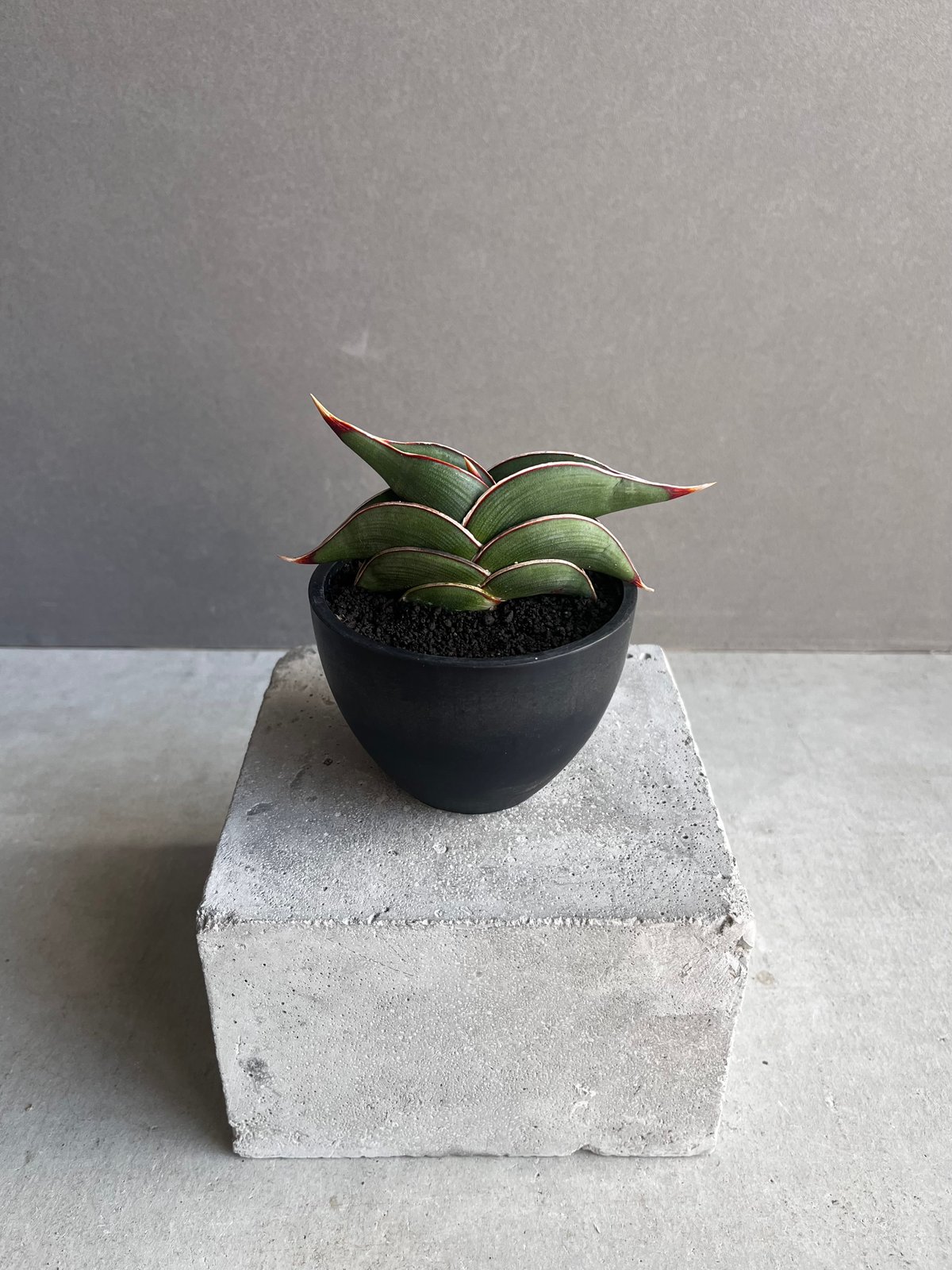 サンセベリア ロリダ 「Sansevieria rorida」45Z | SHOUCHIKUEN