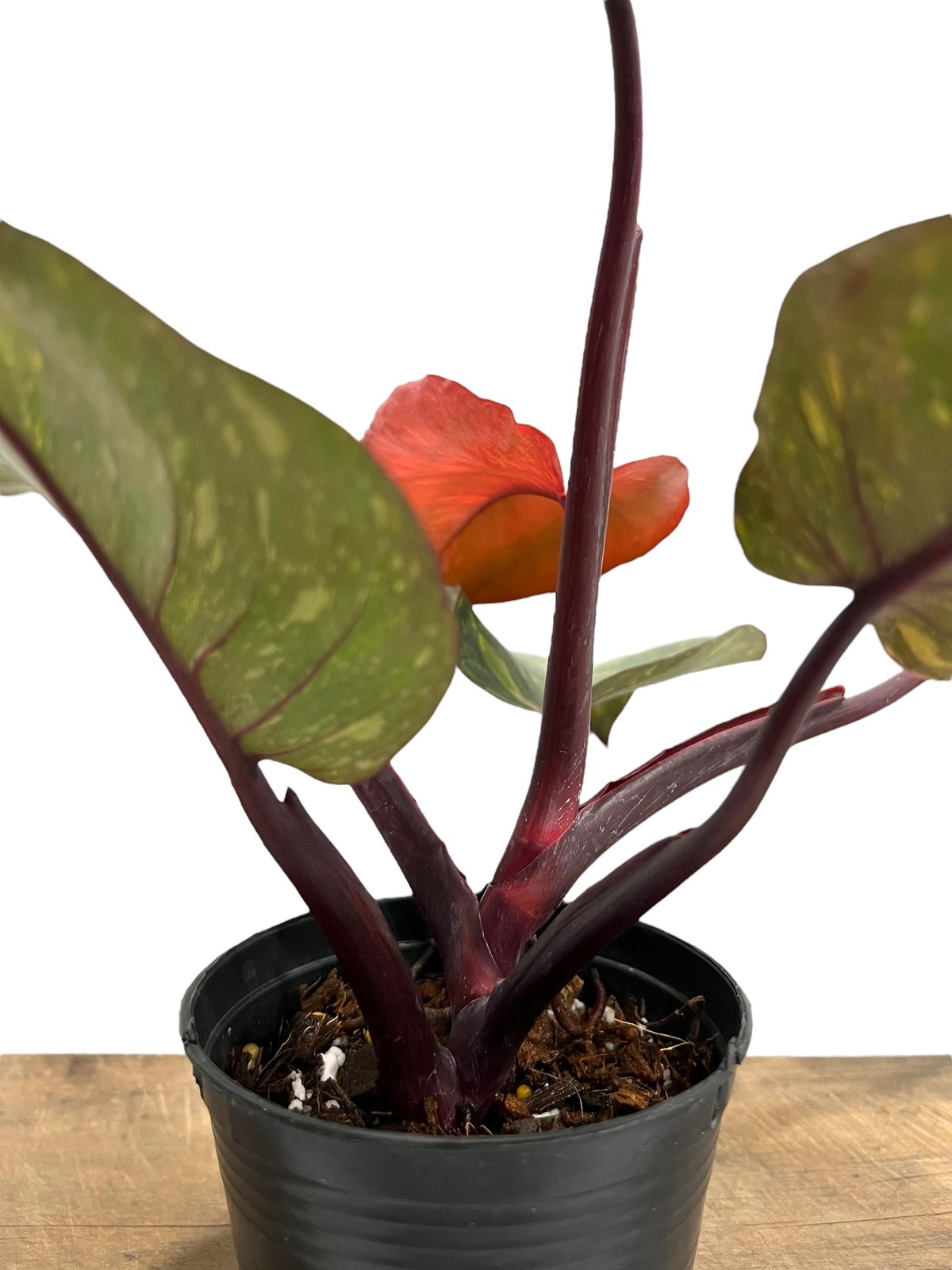 フィロデンドロン オレンジ プリンセス 「Philodendron Orange