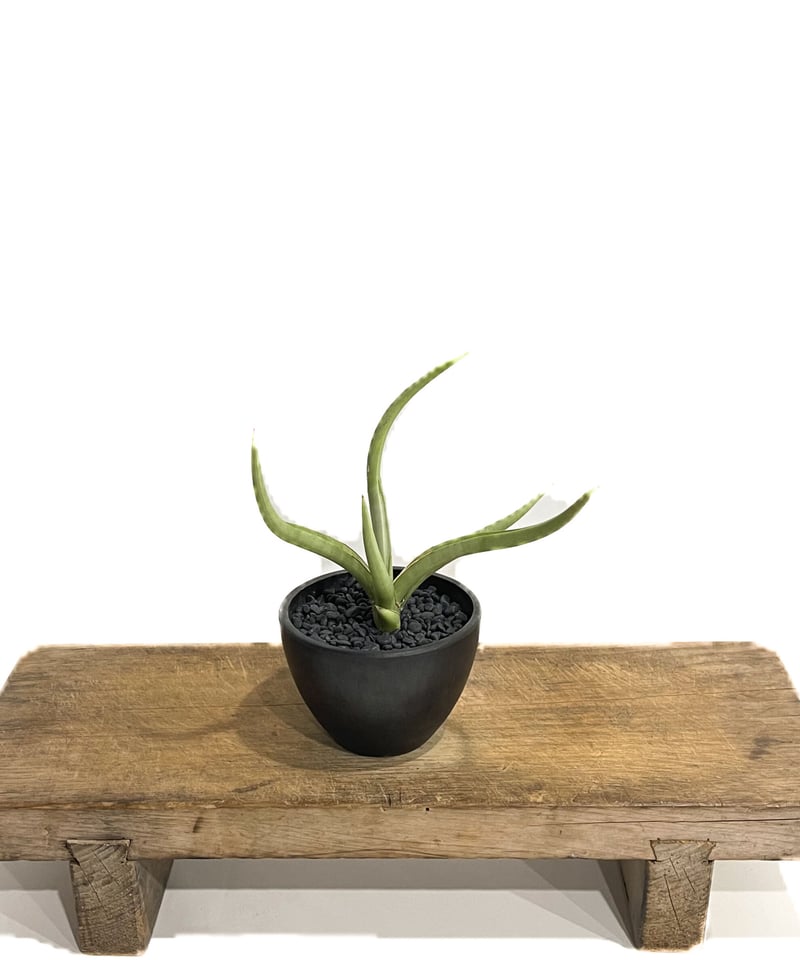 サンセベリア ダンシング ヒーロー「Sansevieria Dancing Hero (by