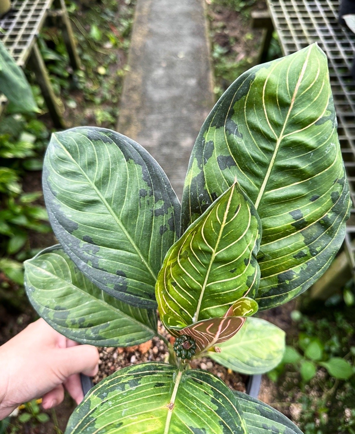 さぎこう 　Aglaonema Lip Stick Aechmea C Ｈ Aglaonema - Lipstick Plant – MyOwnGarden®