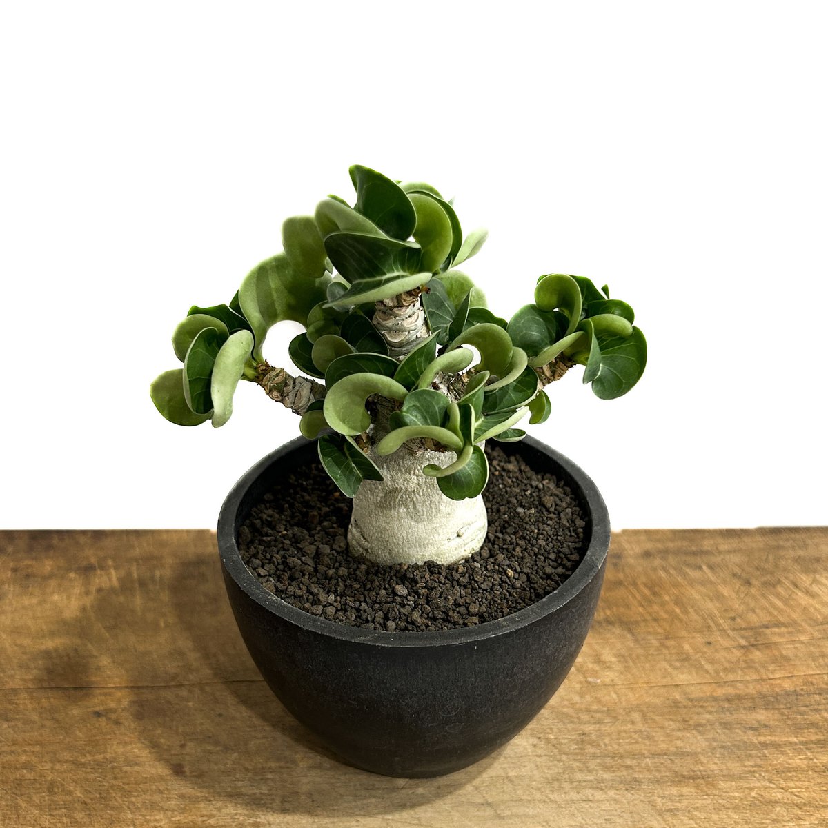 アデニウム　獅子葉　DHA アデニウム D.H.A 獅子葉 5 | STELLA.PLANTS