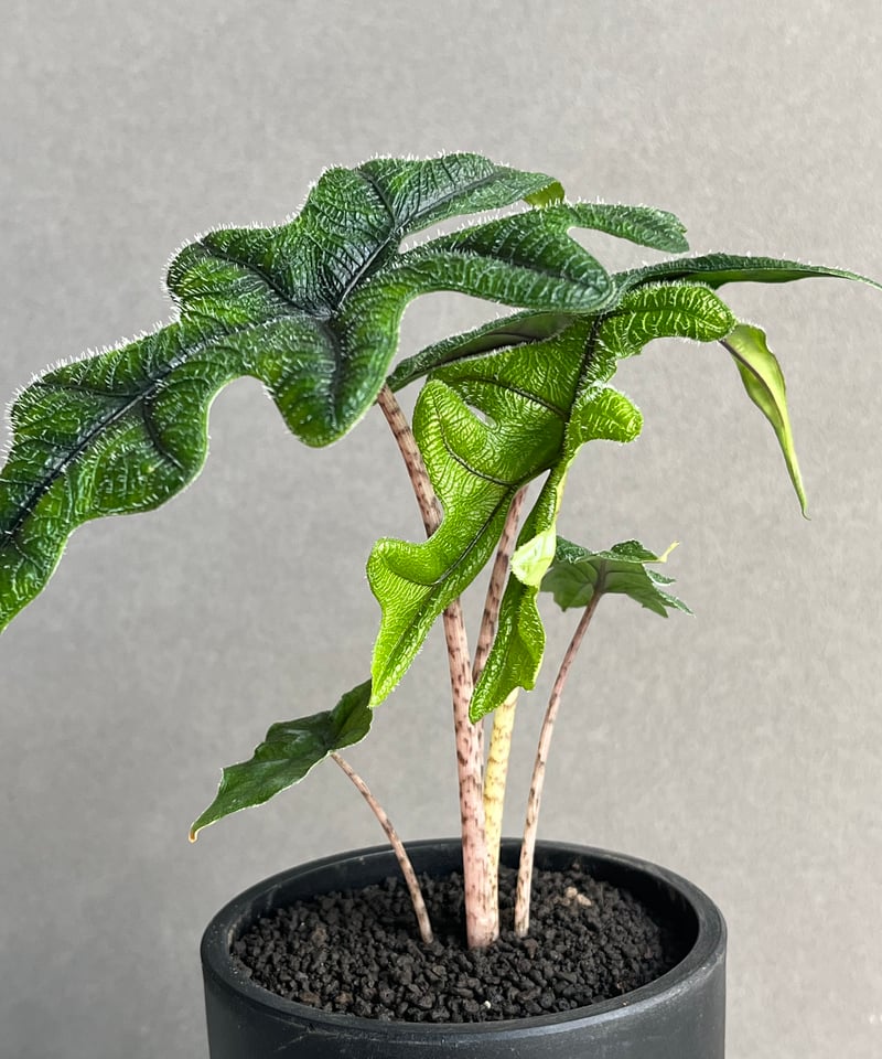 アロカシア ジャックリン「Alocasia Jacklyn」92N | SHOUCHIKUEN