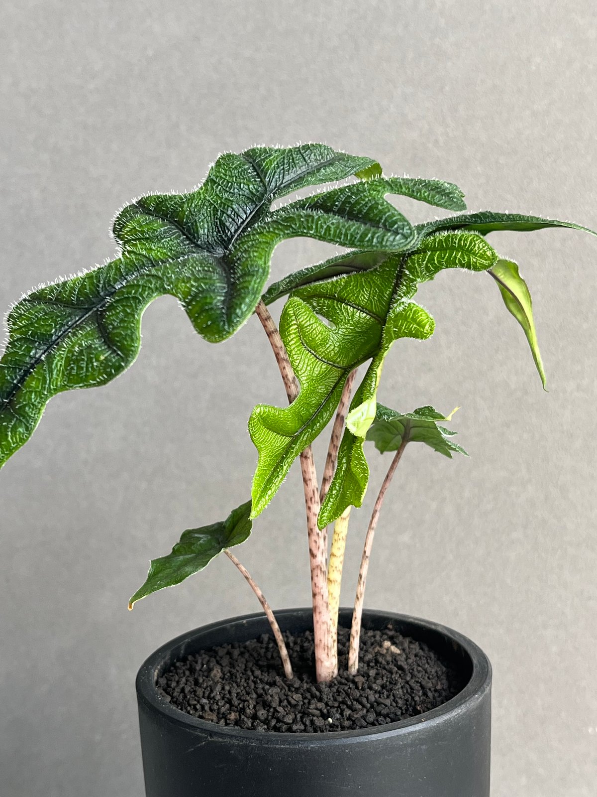 アロカシア ジャックリン「Alocasia Jacklyn」92N | SHOUCHIKUEN