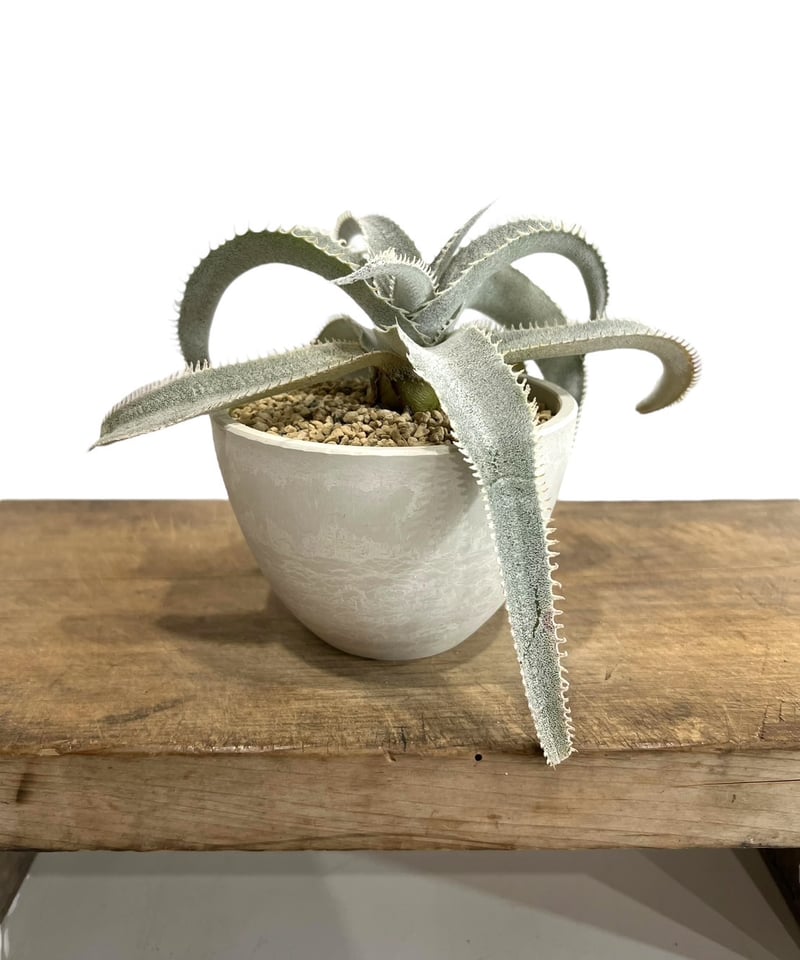 ディッキア マルニエル ラポストレイ ワイドリーフ x ツナミ「Dyckia