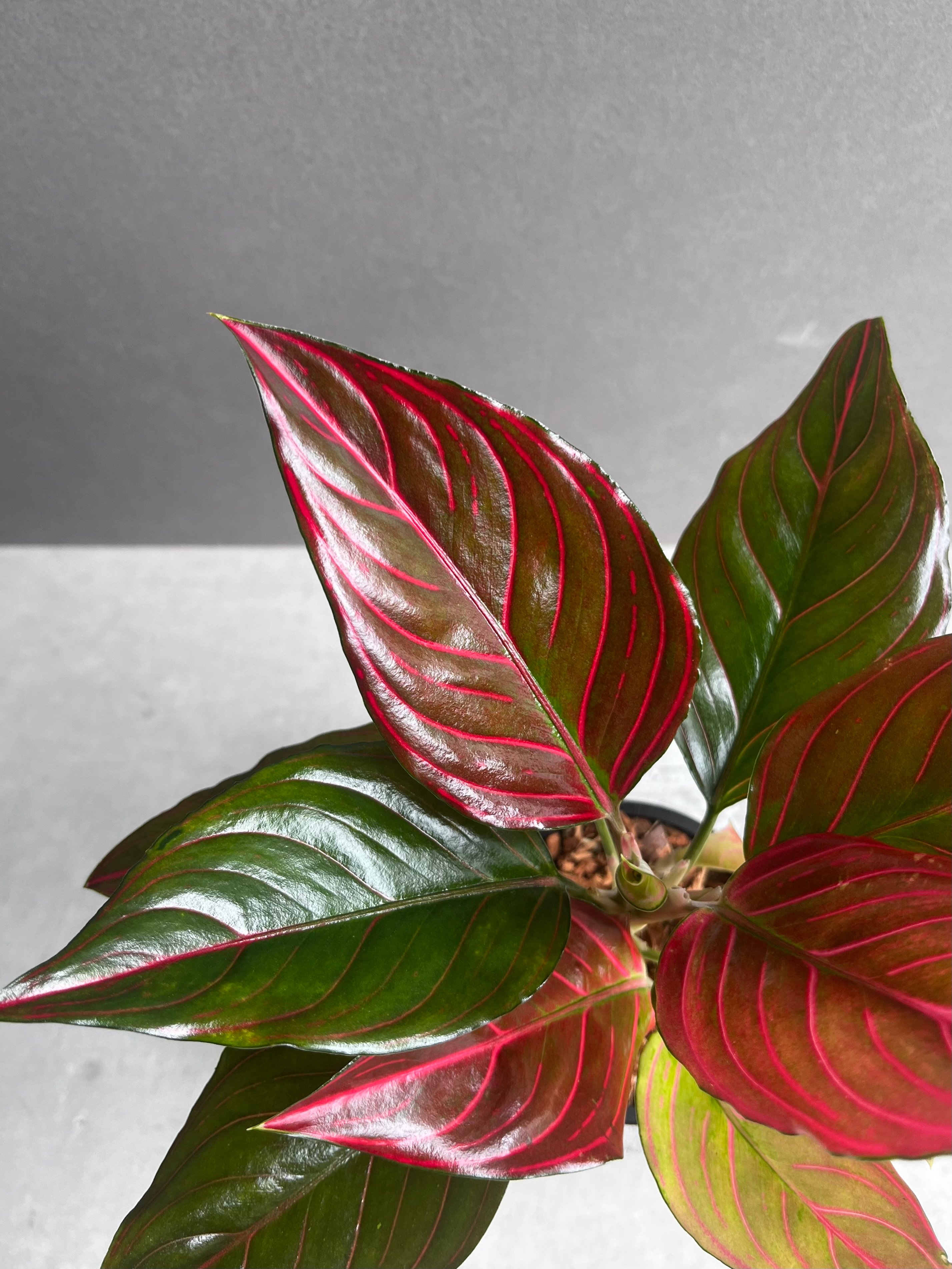 アグラオネマ Red Vein アグラオネマ レッド ベイン 「Aglaonema Red Vein」56B | SHOUCH