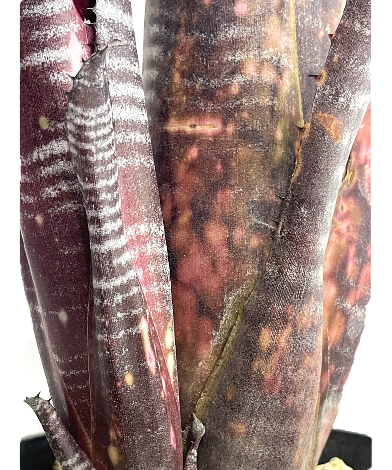 (オリジナルクローン)Billbergia Obi-Wan(子株) ビルベルギア オビ-ワン「Billbergia Obi - Wan」59G-4 | SHOUC