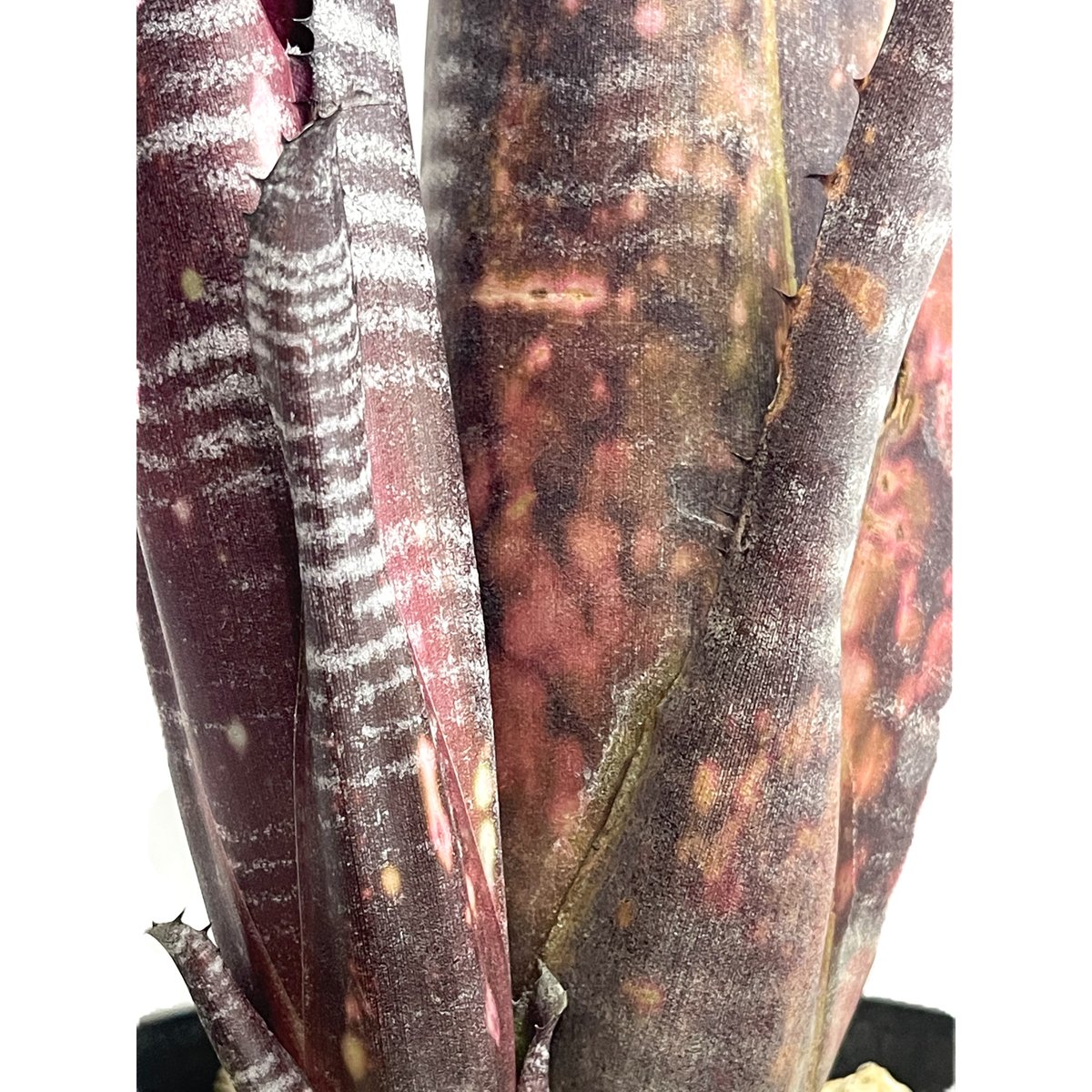 ビルベルギア オビ-ワン「Billbergia Obi - Wan」59G-4 | SHOUC