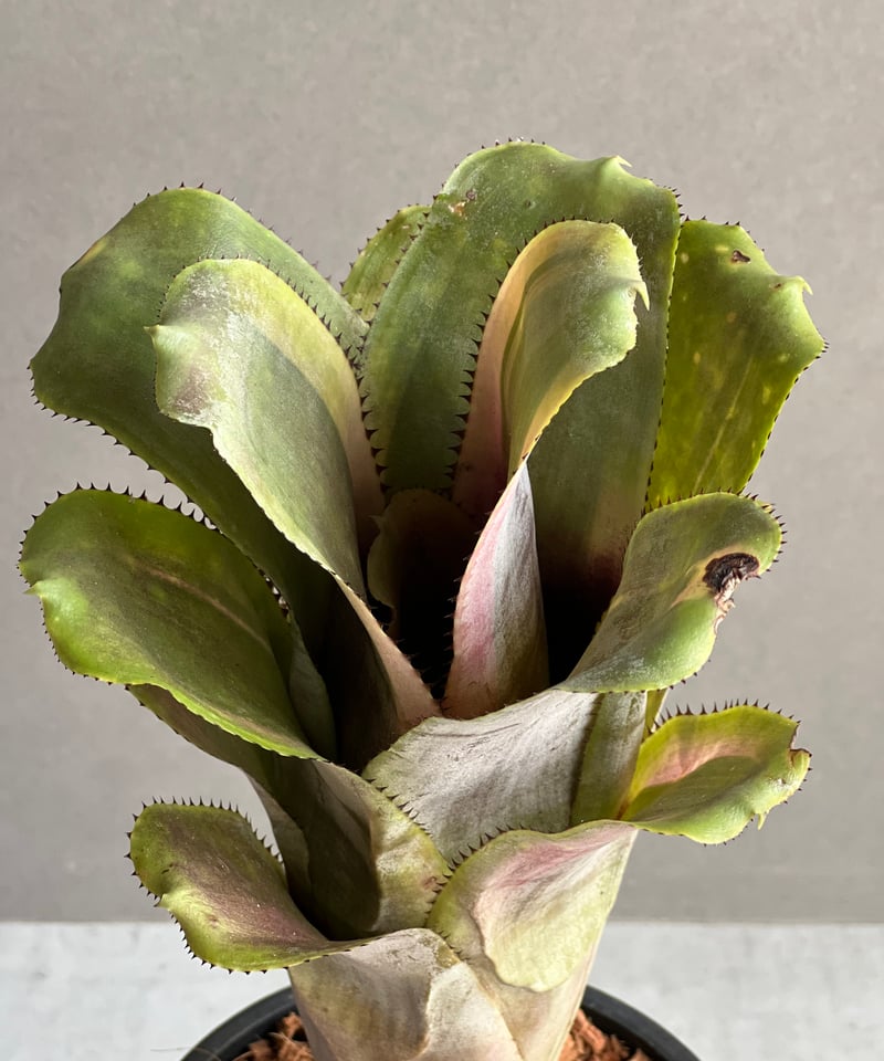 エクメア ファシアータ x フラボロゼア 「Aechmea fasciata x Aech.