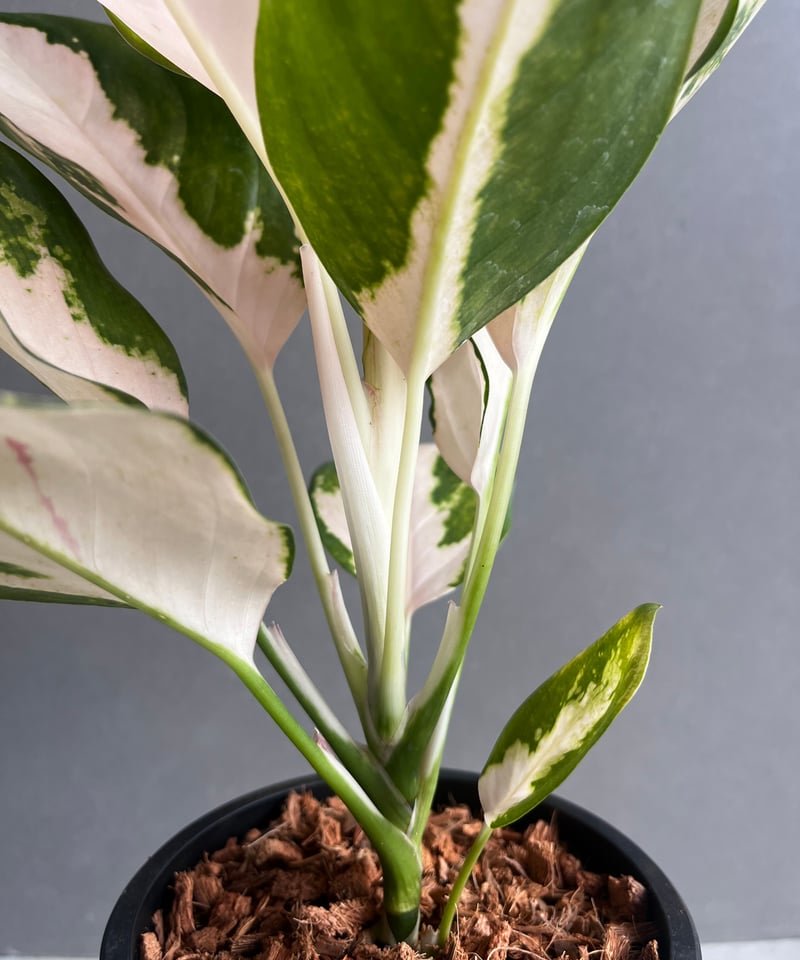 希少 無機質用土 大株 アグラオネマ コーチンピーチ 4号 希少 無機質