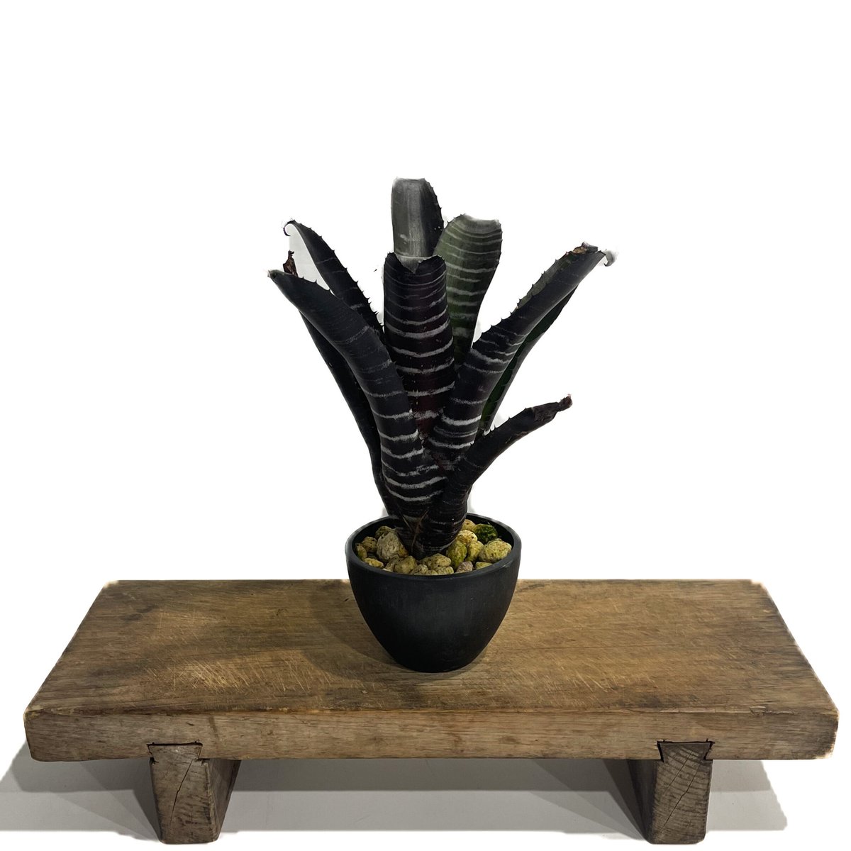 エクメア チャンティニー ブラック「Aechmea chantinii black」7