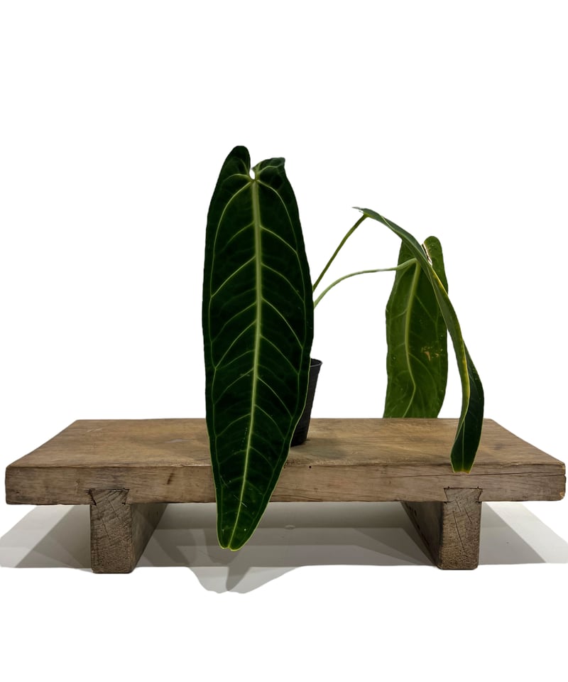 アンスリウム ワロクアナム ダーク&ナロー フォーム 「Anthurium