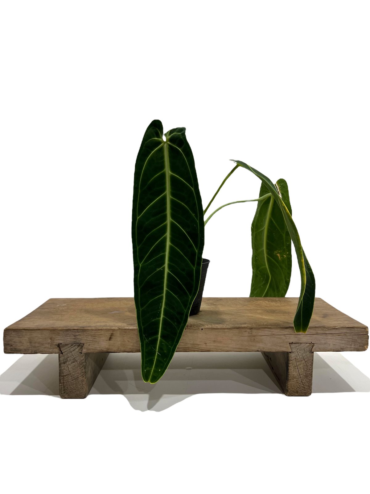 157 ダークナロー 南米輸入 ワロクアナム アンスリウム Anthurium