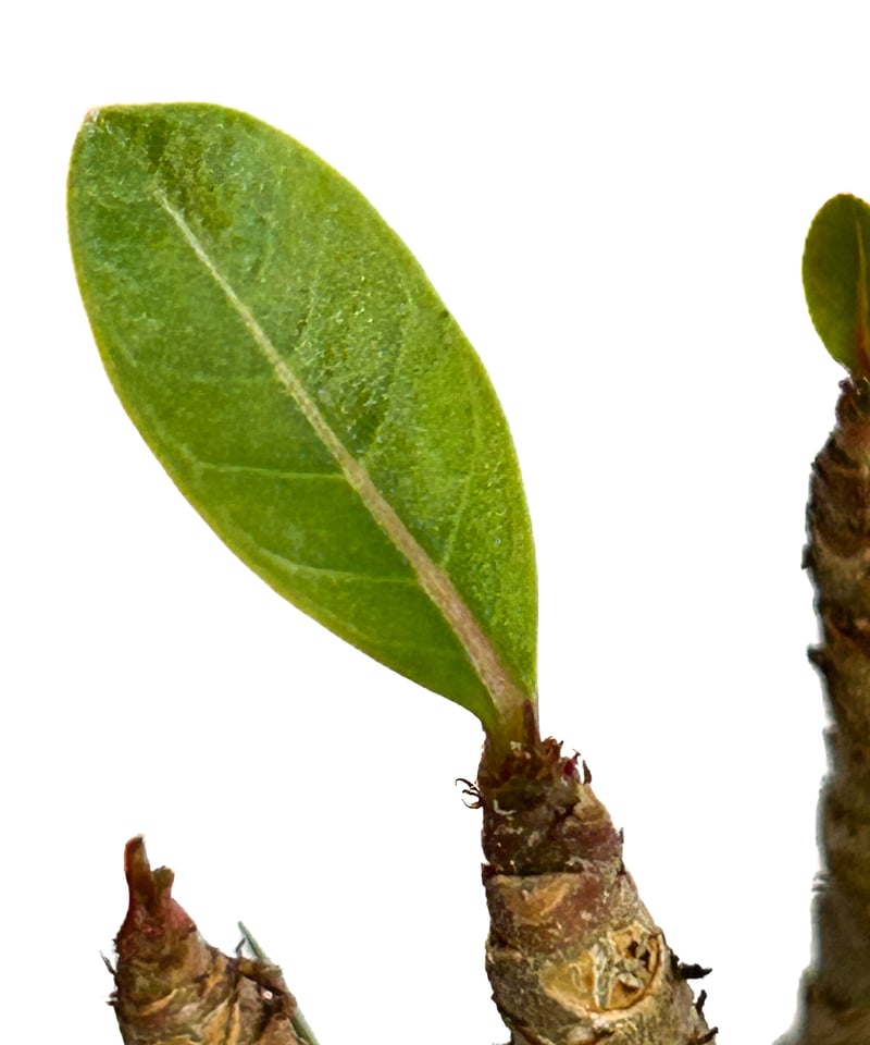 アデニウム‼️ CITIZENアテッサAT8285-68Z | 藤塚時計店