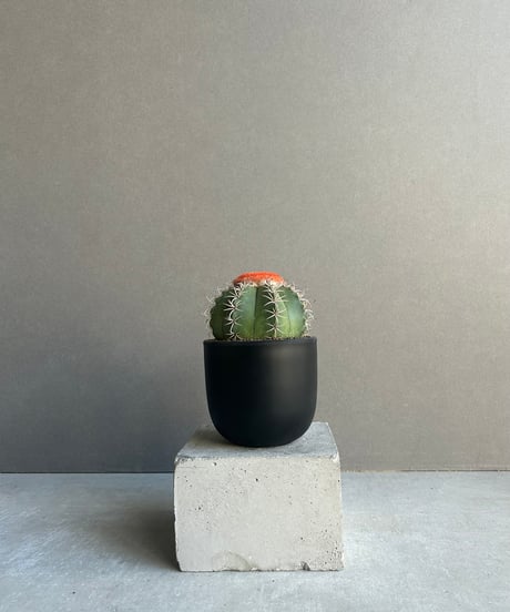 CATEGORY Plants | SHOUCHIKUEN