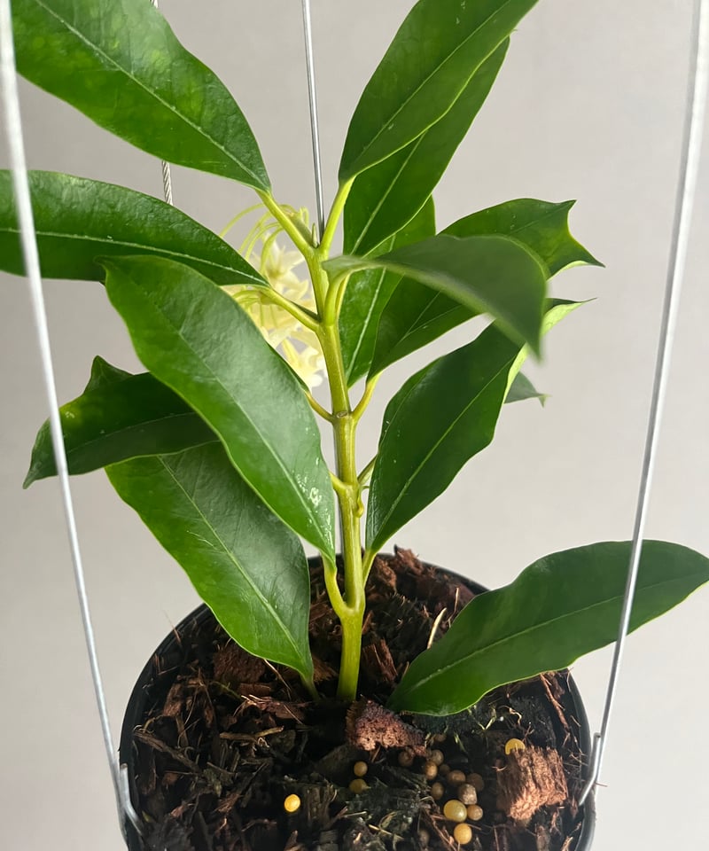 ホヤ ロッキー イエロー フラワー 「Hoya lockii Yellow Flower」70