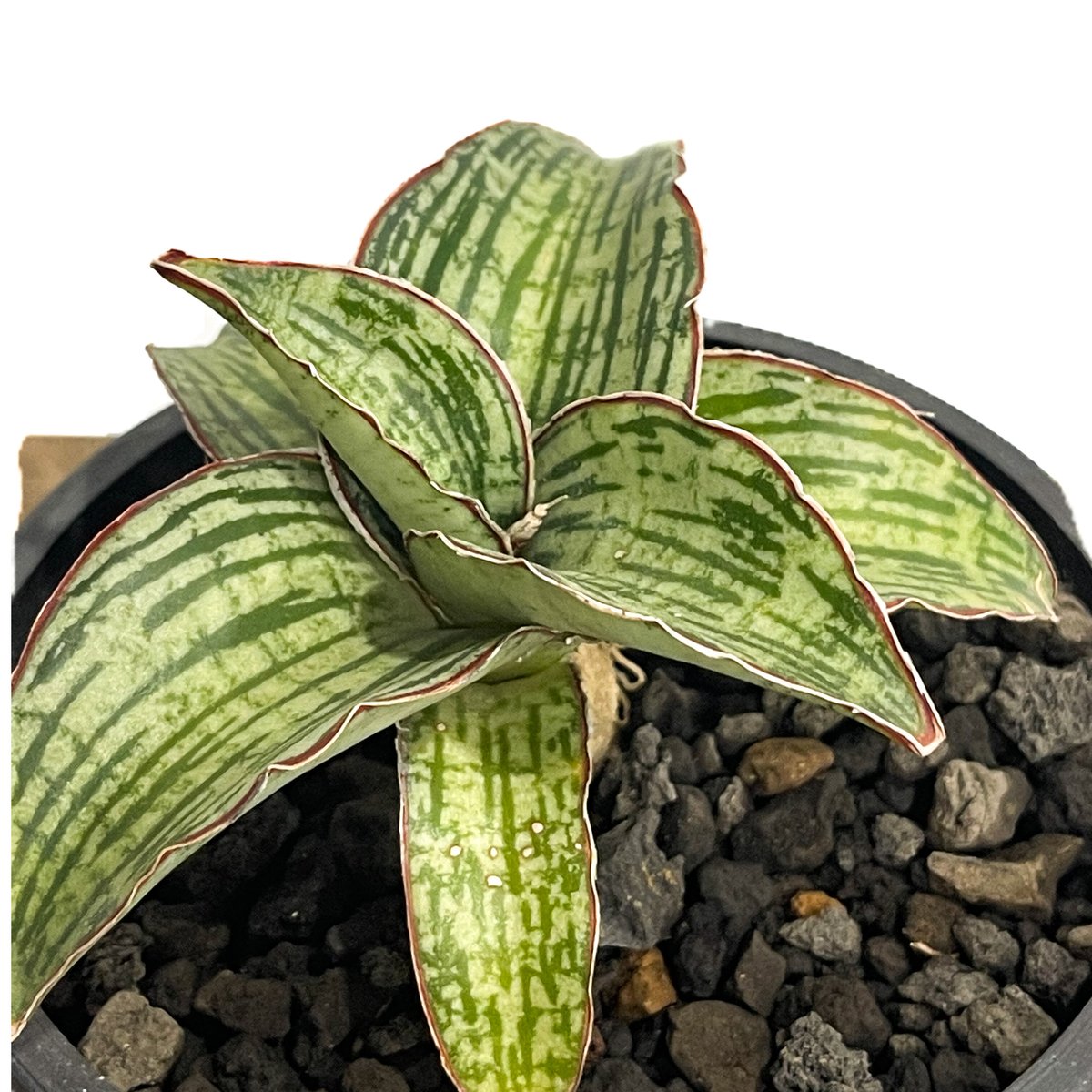 ☆【現品・現物】サンスベリア・クレオパトラ 7号 な3番 Sansevieria