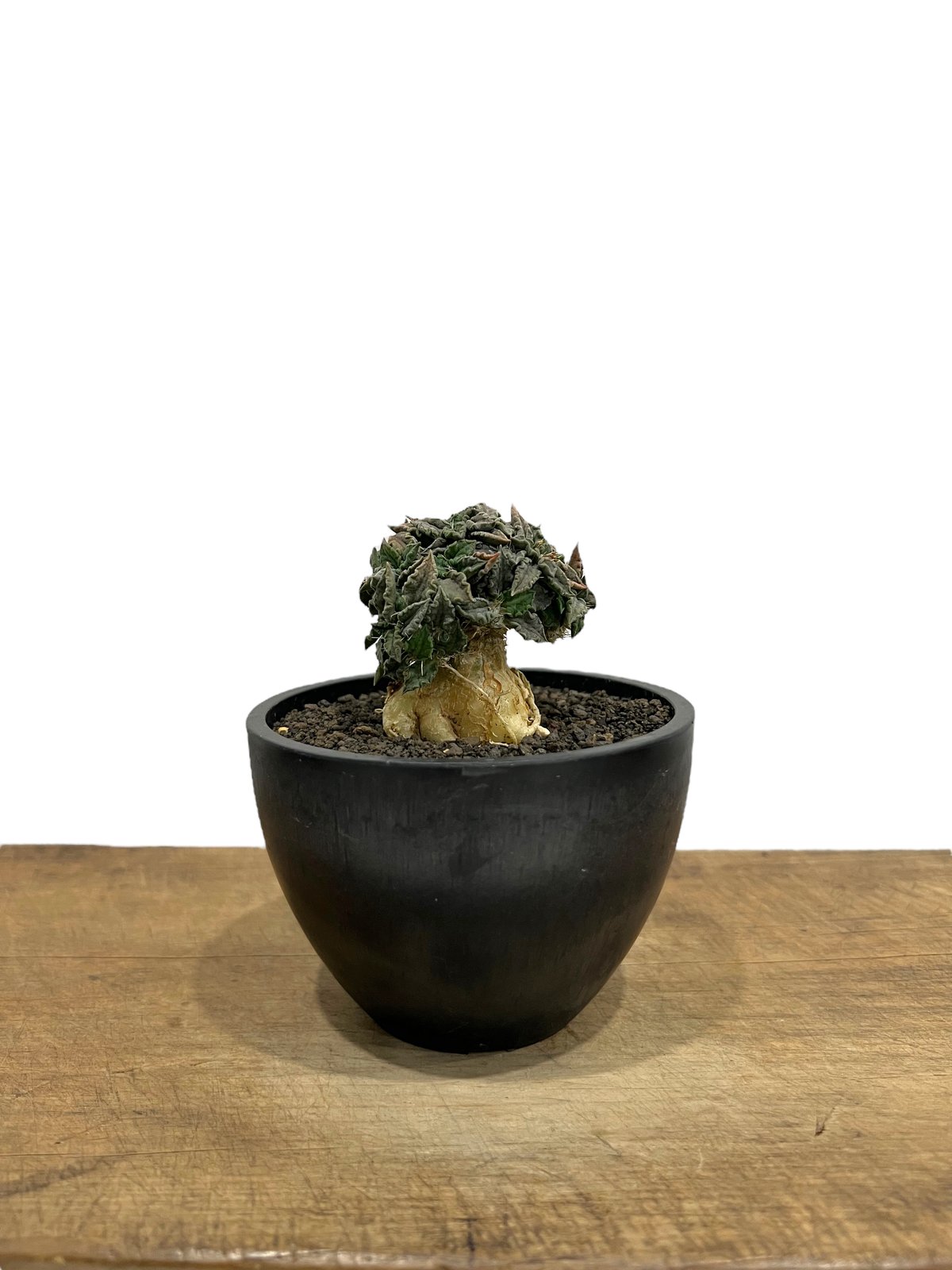 ユーフォルビア トゥレアレンシス (実生苗) 「Euphorbia ユーフォルビア トゥレアレンシス (実生苗) 「Euphorbia