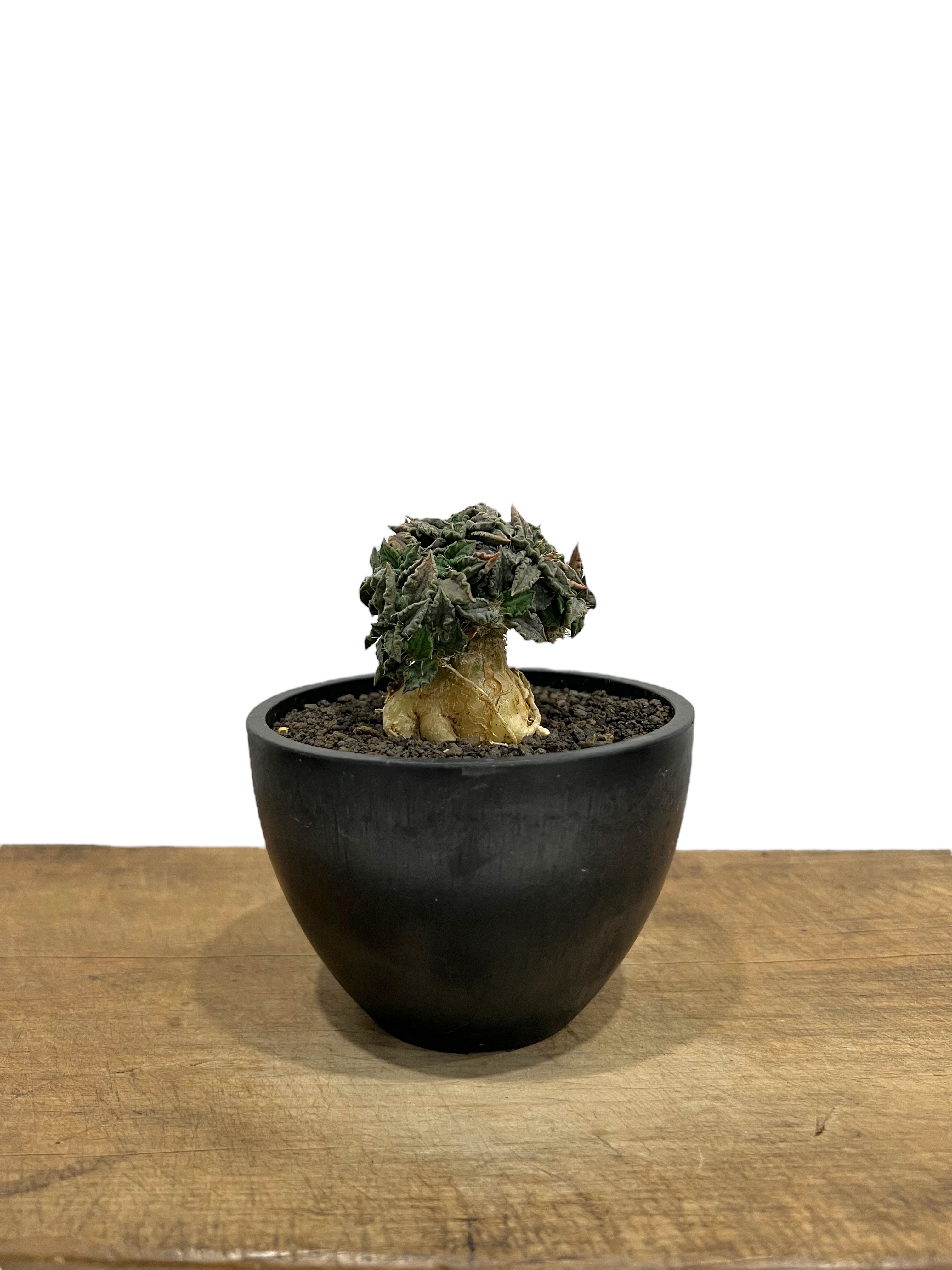 ユーフォルビア トゥレアレンシス (実生苗) 「Euphorbia tulearensis (
