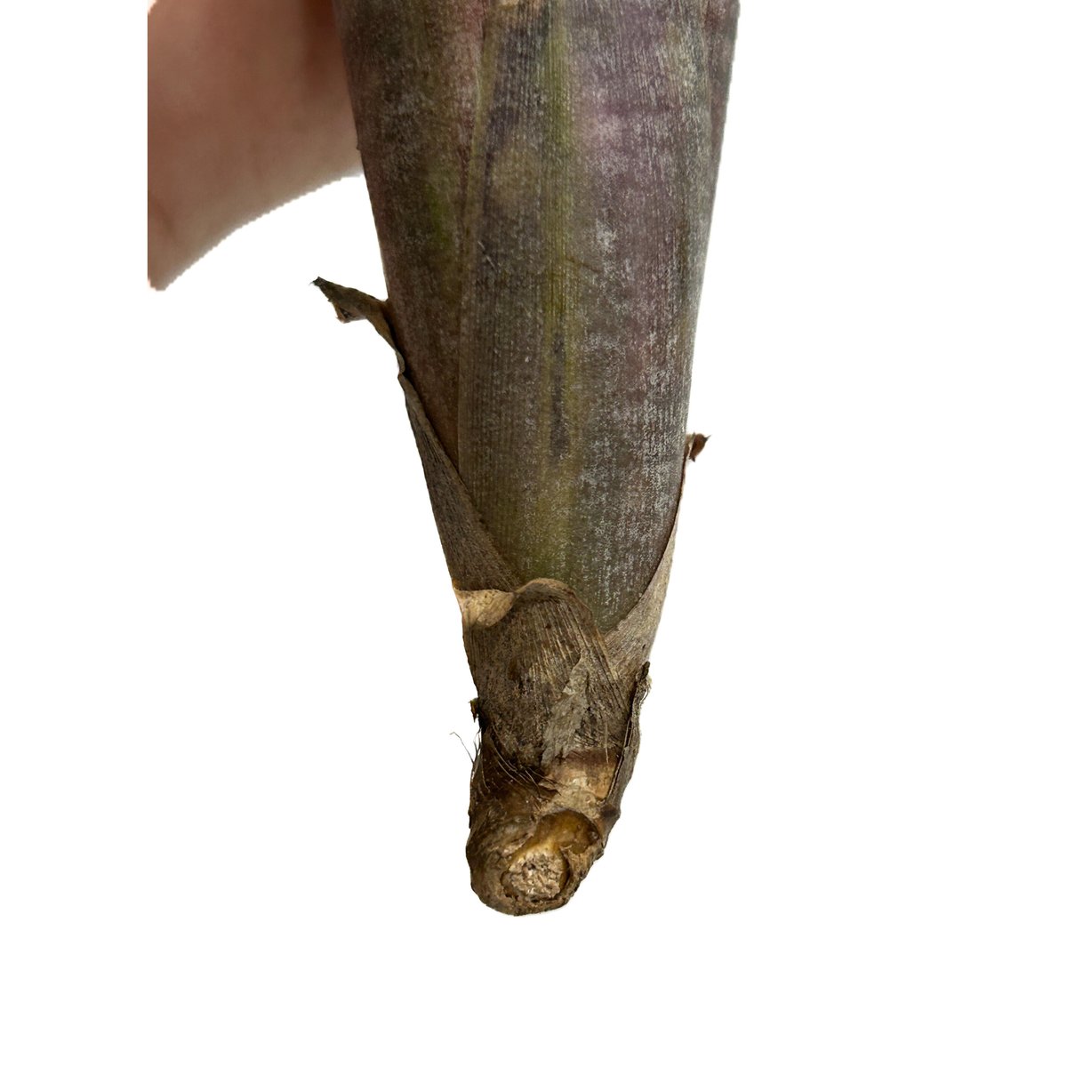 ビルベルギア ブラック パール「Billbergia Black Pearl」3/5