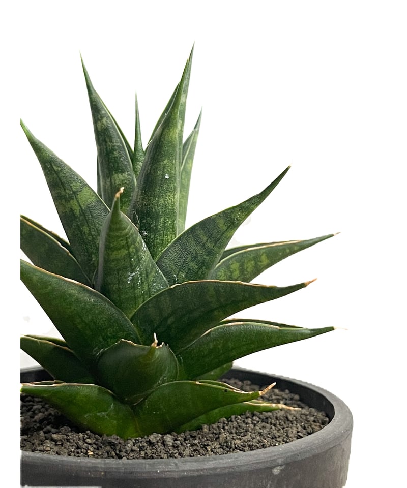 サンセベリア グリーン ランタン「Sansevieria Green Lantern (by