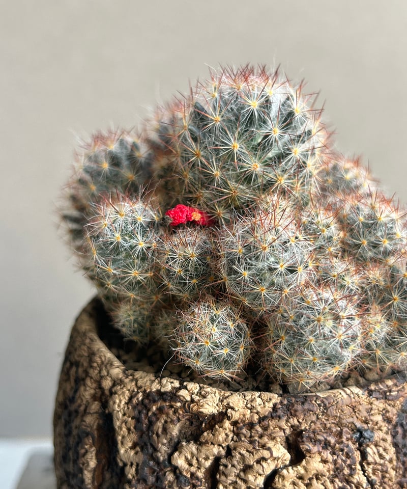 マミラリア　実生　個体名不明 マミラリア 薫晃殿の育て方