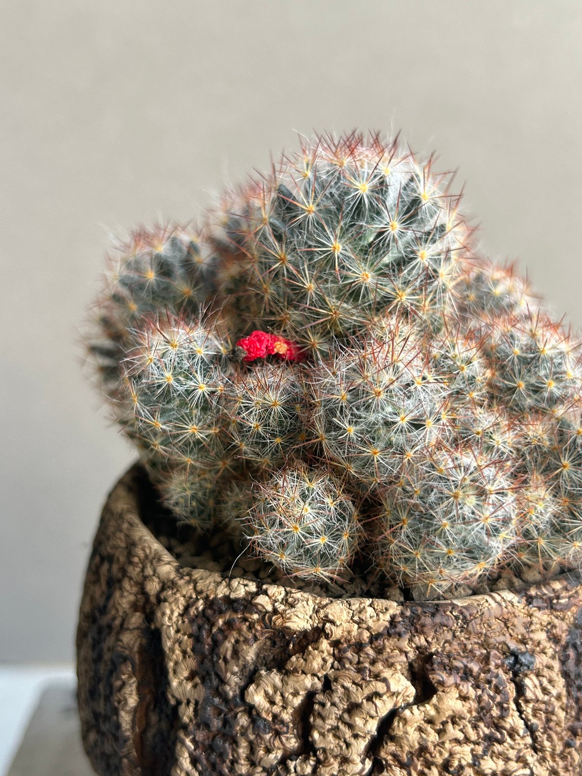 マミラリア 松霞+ plantsmonsters pot 「Mammillaria multi