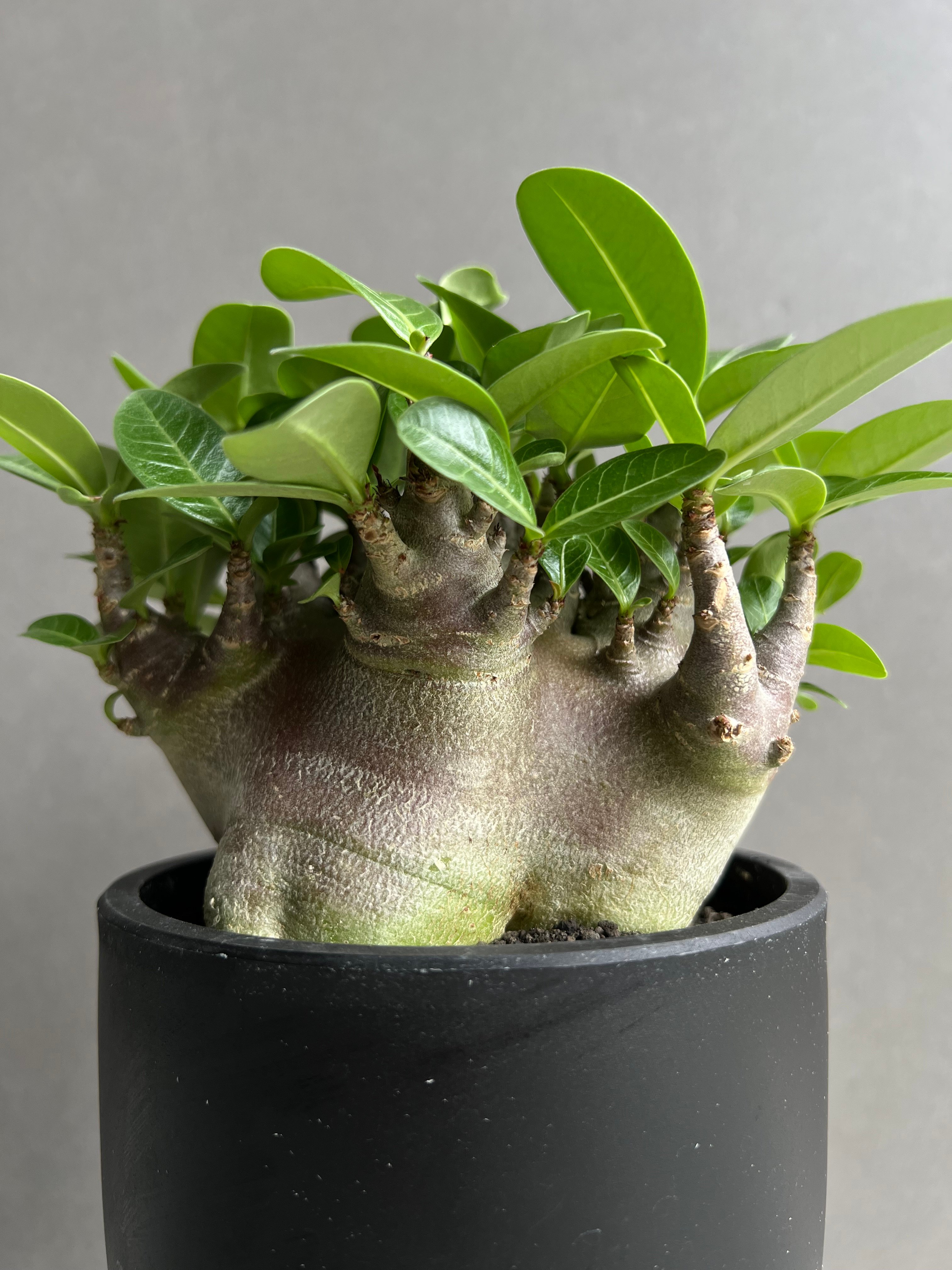 アデニウム アラビカム スーパー ドワーフ “ブラック” 「Adenium