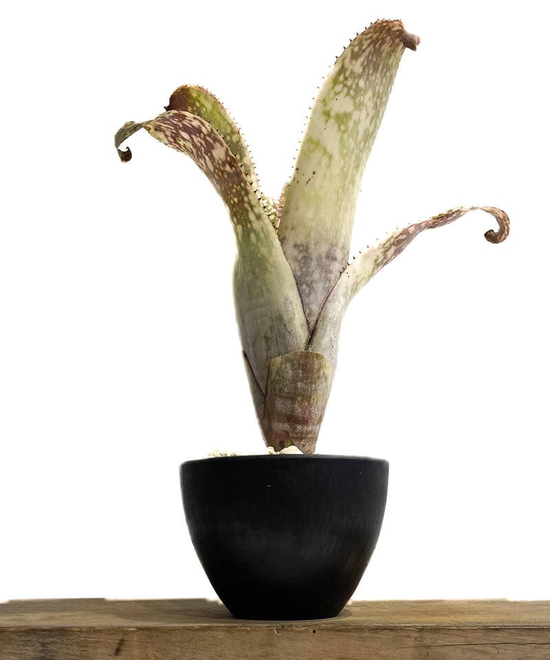 ブロメリア・エアープランツ Billbergia Bruddah Iz Billbergia Bruddah Iz