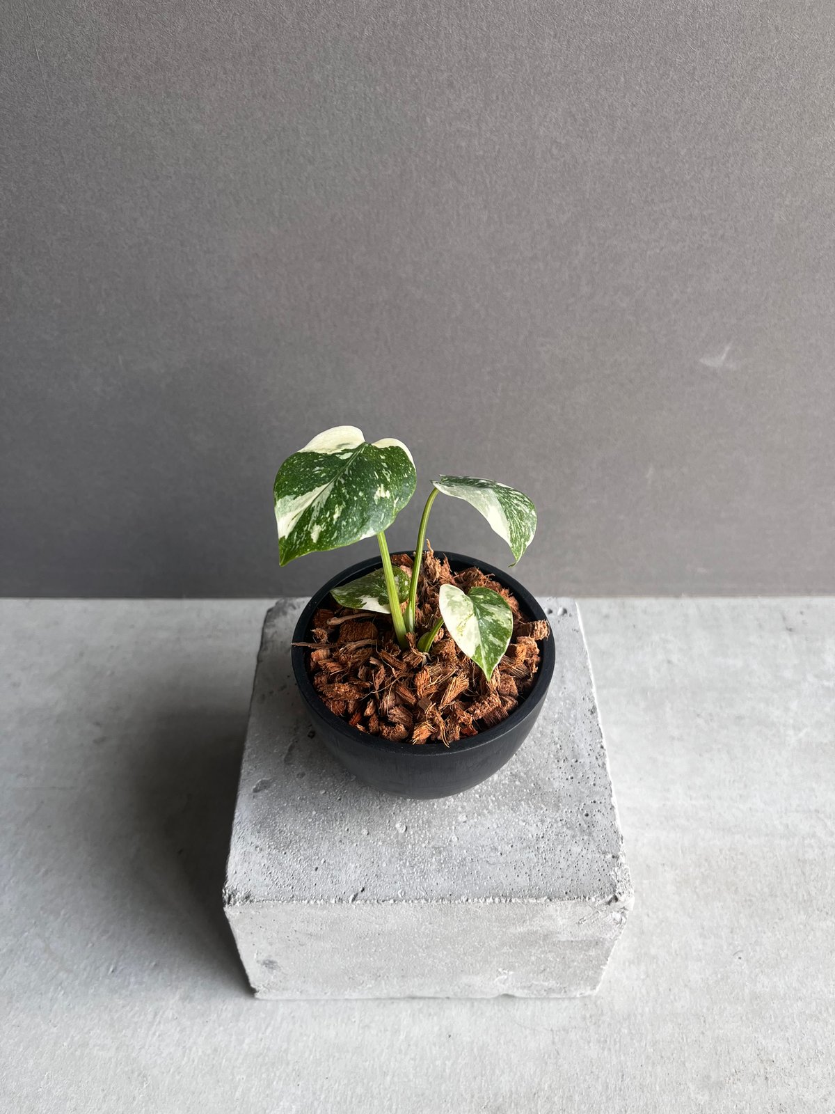 モンステラ タイ コンステレーション クリーム ブリュレ 「Monstera