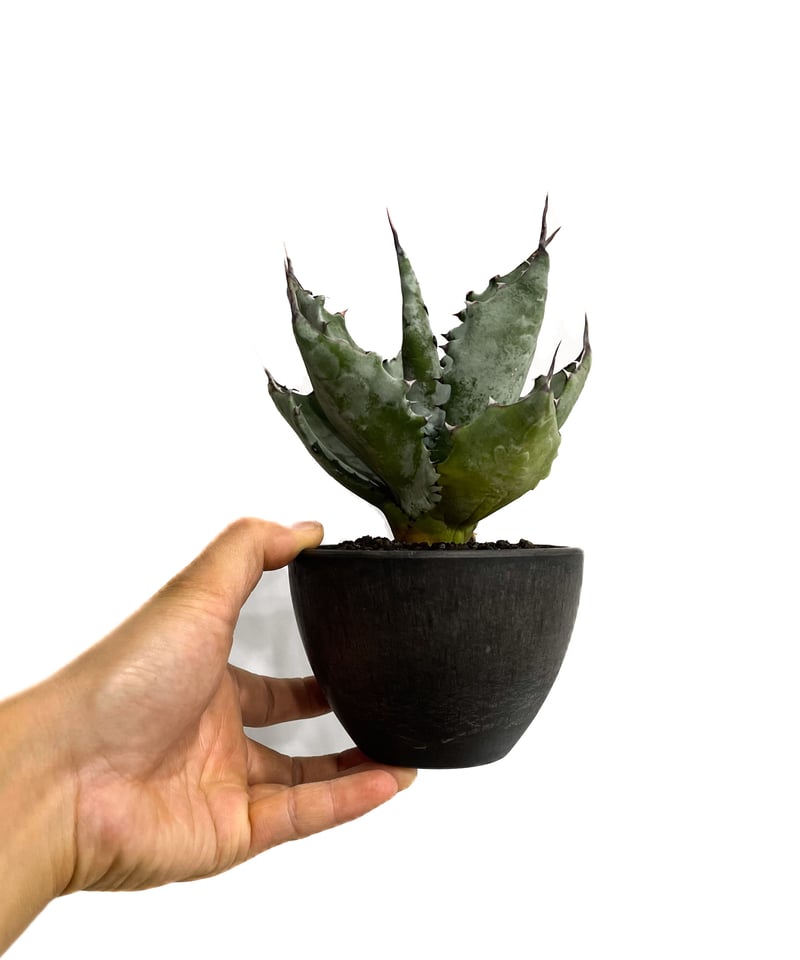 アガベ コロラータ「Agave colorata」10/13 | SHOUCHIKUEN