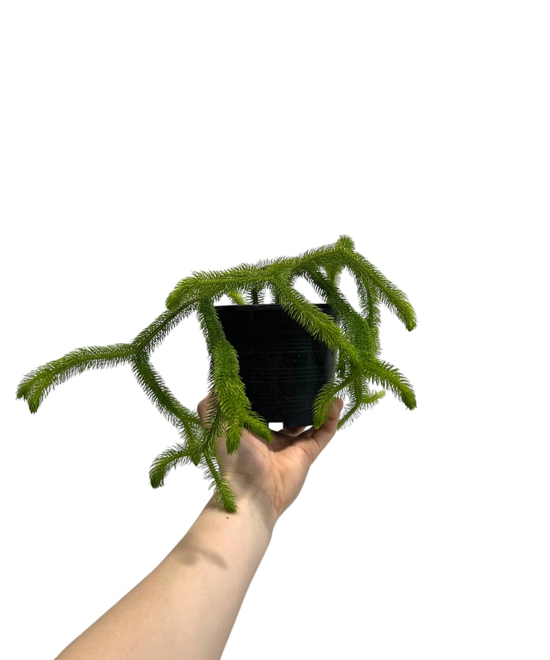フぺルジア スクアローサ ヴェルチクラ 「Huperzia squarrosa verticu