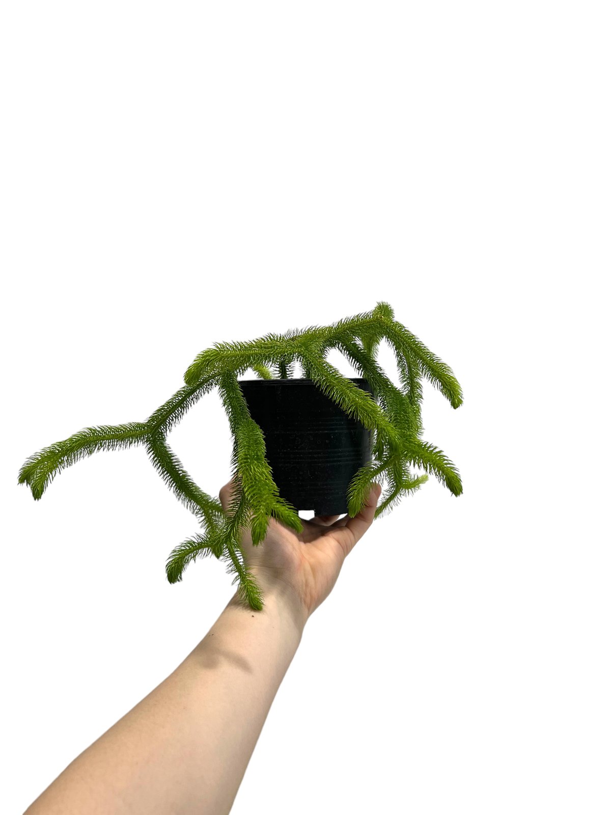 フぺルジア スクアローサ ヴェルチクラ 「Huperzia squarrosa verticu