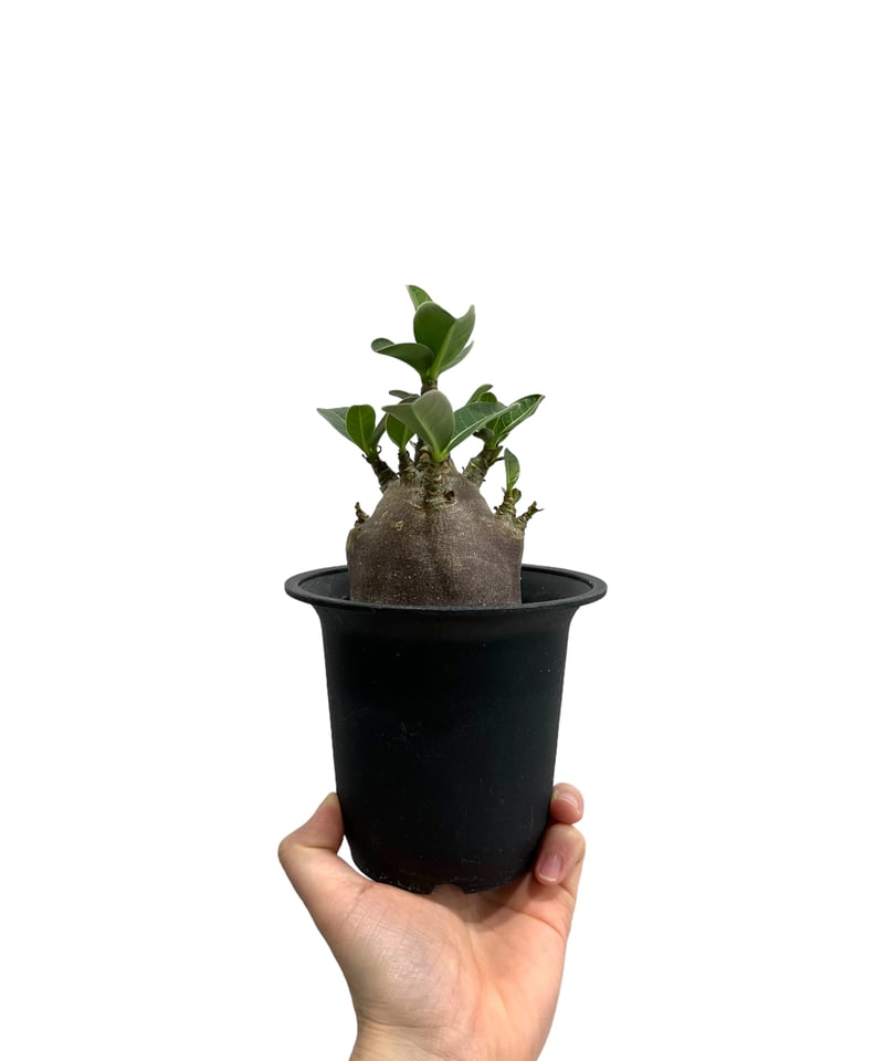 アデニウム アラビカム ドワーフ “ブラック” 「Adenium arabicum Dwarf