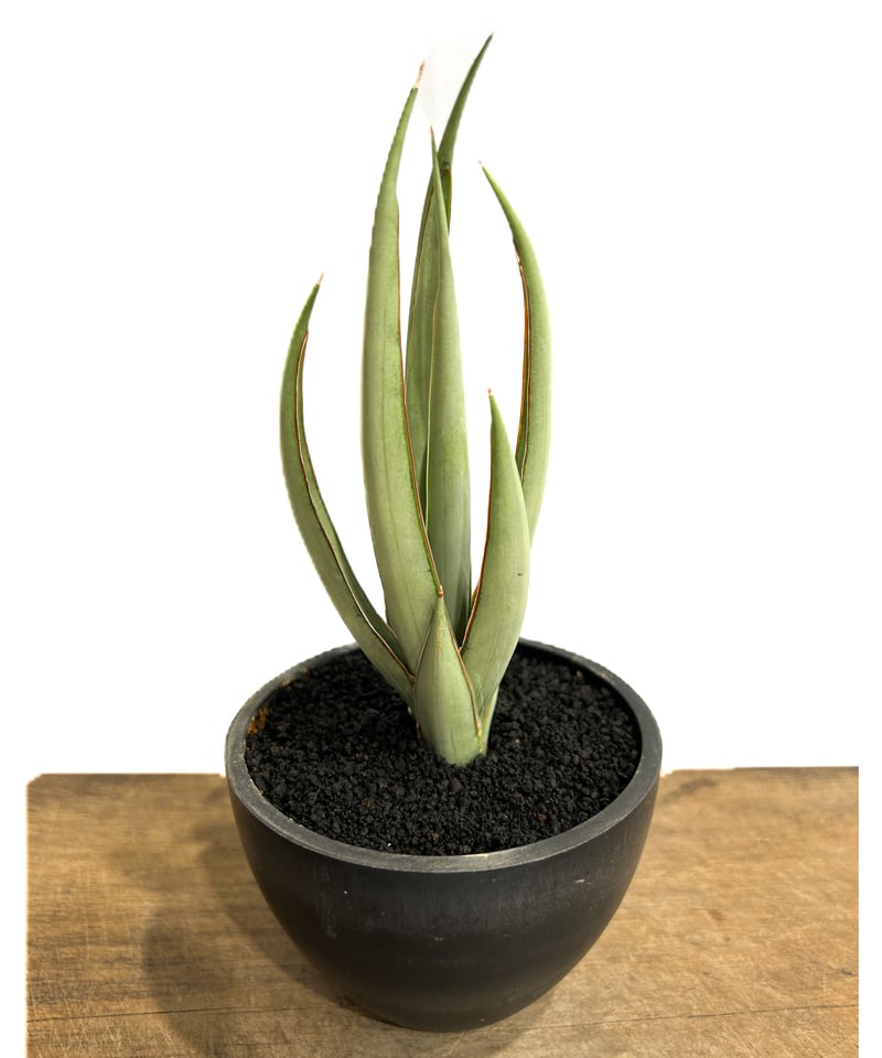 サンセベリア ヘルファイア「Sansevieria Hellfire」4/13-326 | S